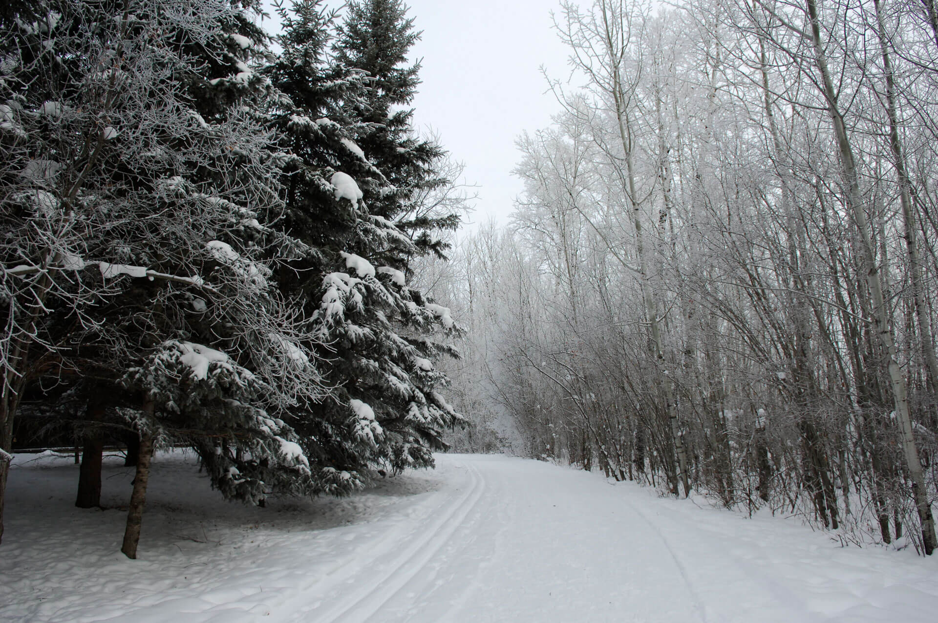 A cross-country ski trail along the Muskeg Creek Trail at AU campus
