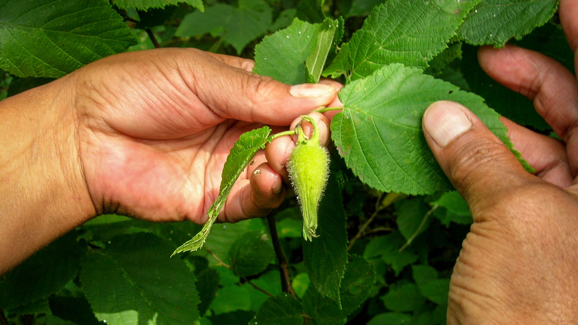 hands holding a plant