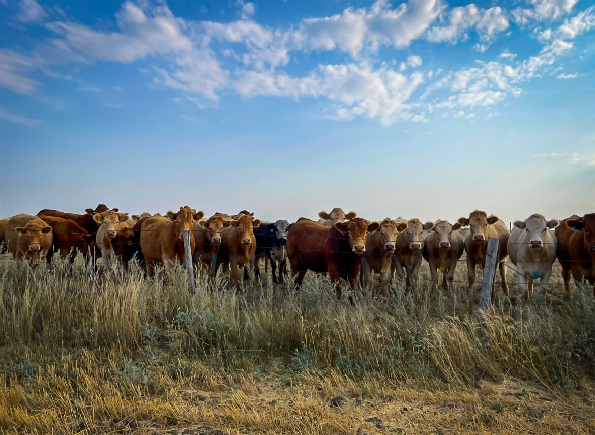 cattle in field