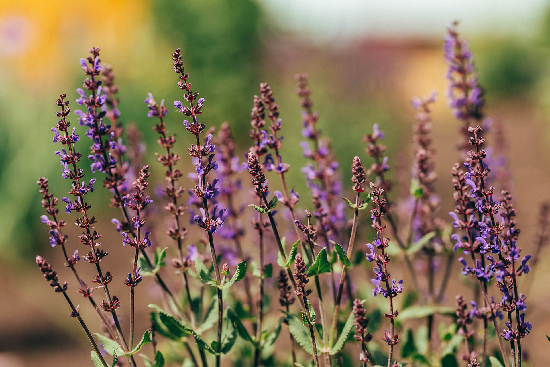 close up of purple flowers