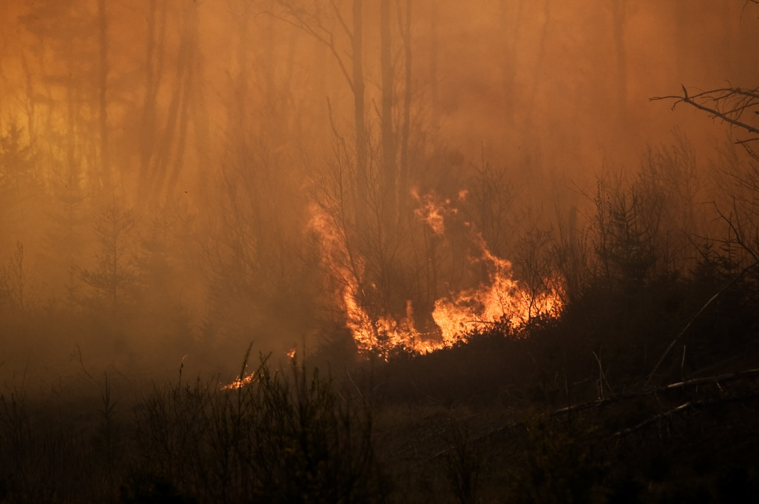 Trees in a forest burning with thick smoke