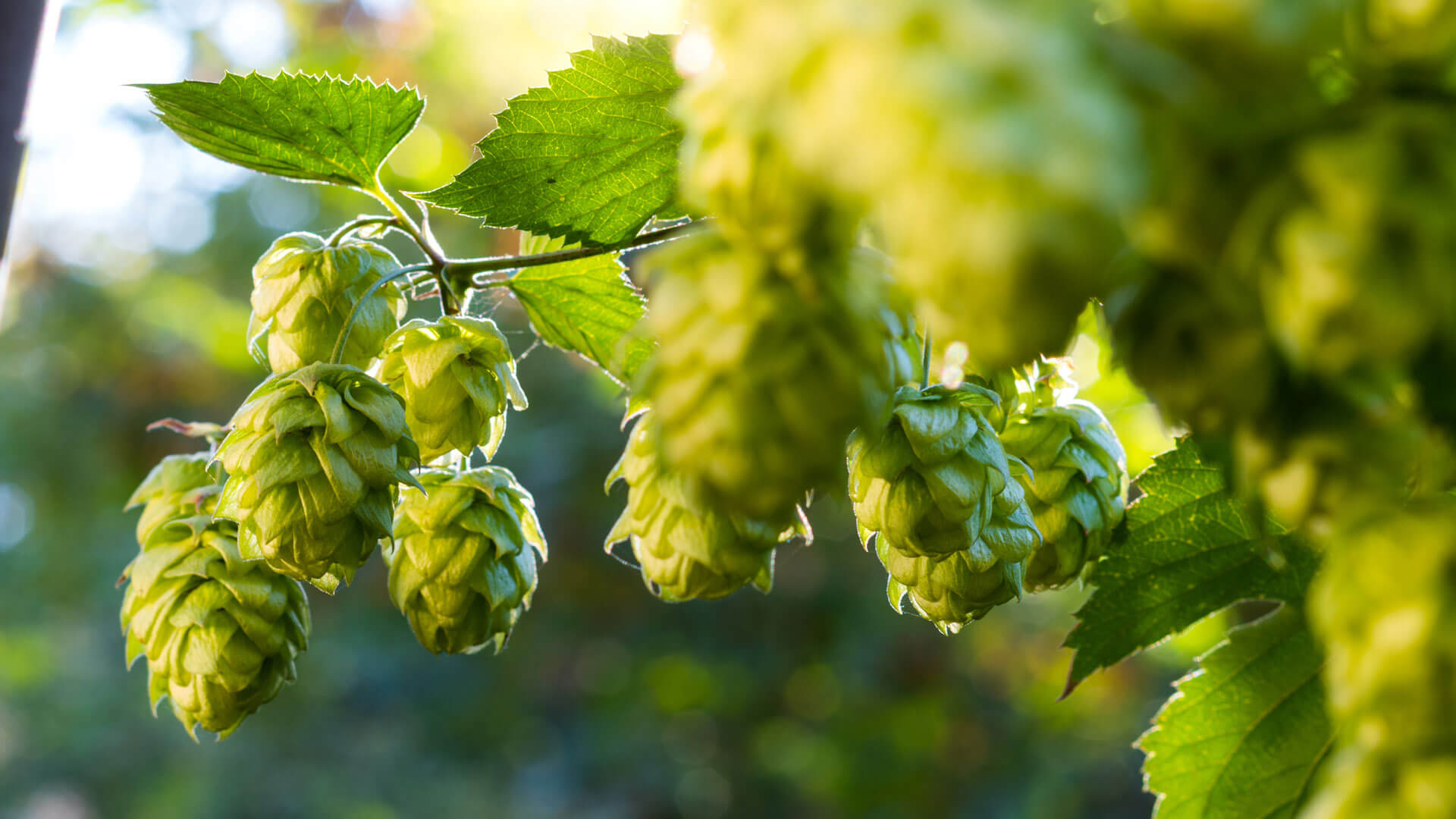 hops growing on a vine